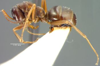 Media type: image;   Entomology 22731 Aspect: habitus lateral view